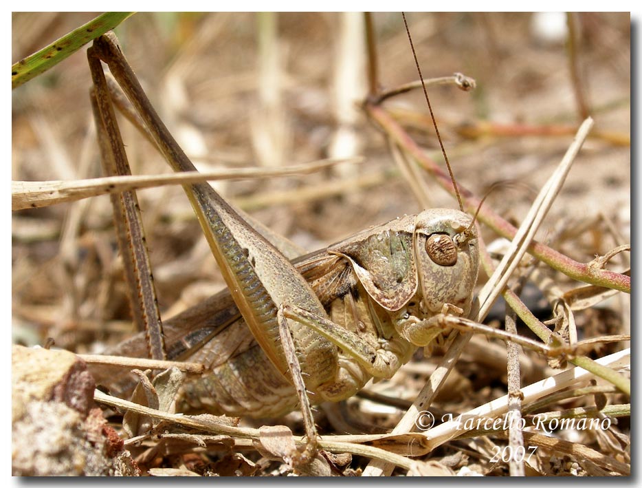 Un Tettigoniidae fra le dune di Capo Feto (Sicilia merid.)